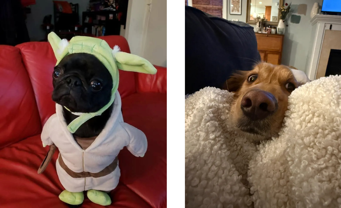 Dog-Cademy Examples #1